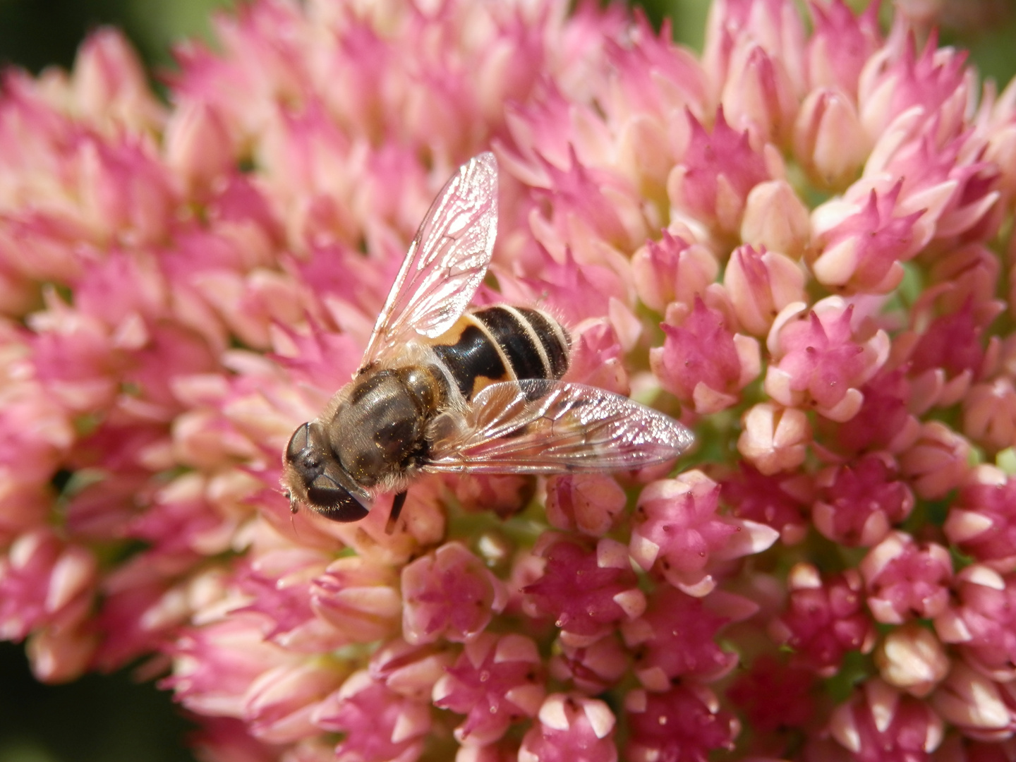 Kleine Keilfleckschwebfliege (Eristalis arbustorum)