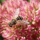 Kleine Keilfleckschwebfliege (Eristalis arbustorum)