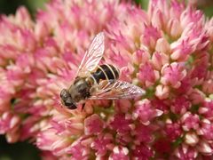 Kleine Keilfleckschwebfliege (Eristalis arbustorum)