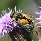 Kleine Keilfleckschwebfliege Männchen (Eristalis arbustorum) 