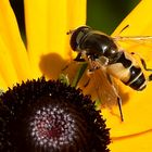 Kleine Keilfleckschwebfliege Männchen (Eristalis arbustorum)