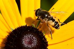 Kleine Keilfleckschwebfliege Männchen (Eristalis arbustorum)