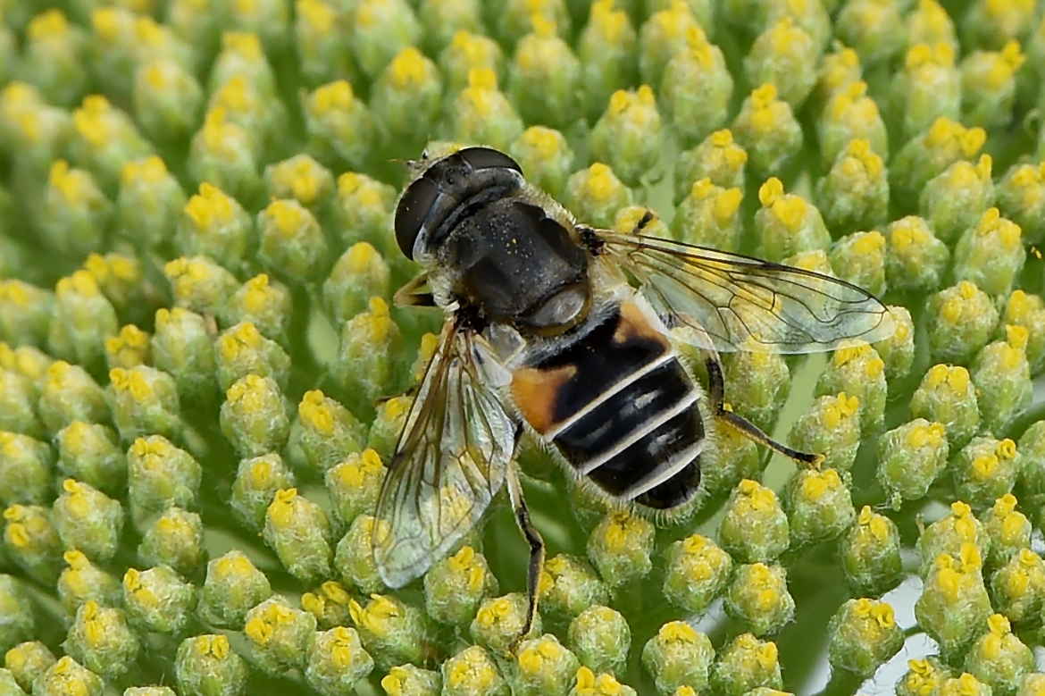 Kleine Keilfleckschwebfliege Weibchen (Eristalis arbustorum)