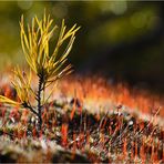 ~ Kleine Kiefer im Mooswald ~