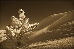 Kleine Kiefer im Neuschnee