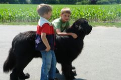 Kleine Kinder - großer Hund