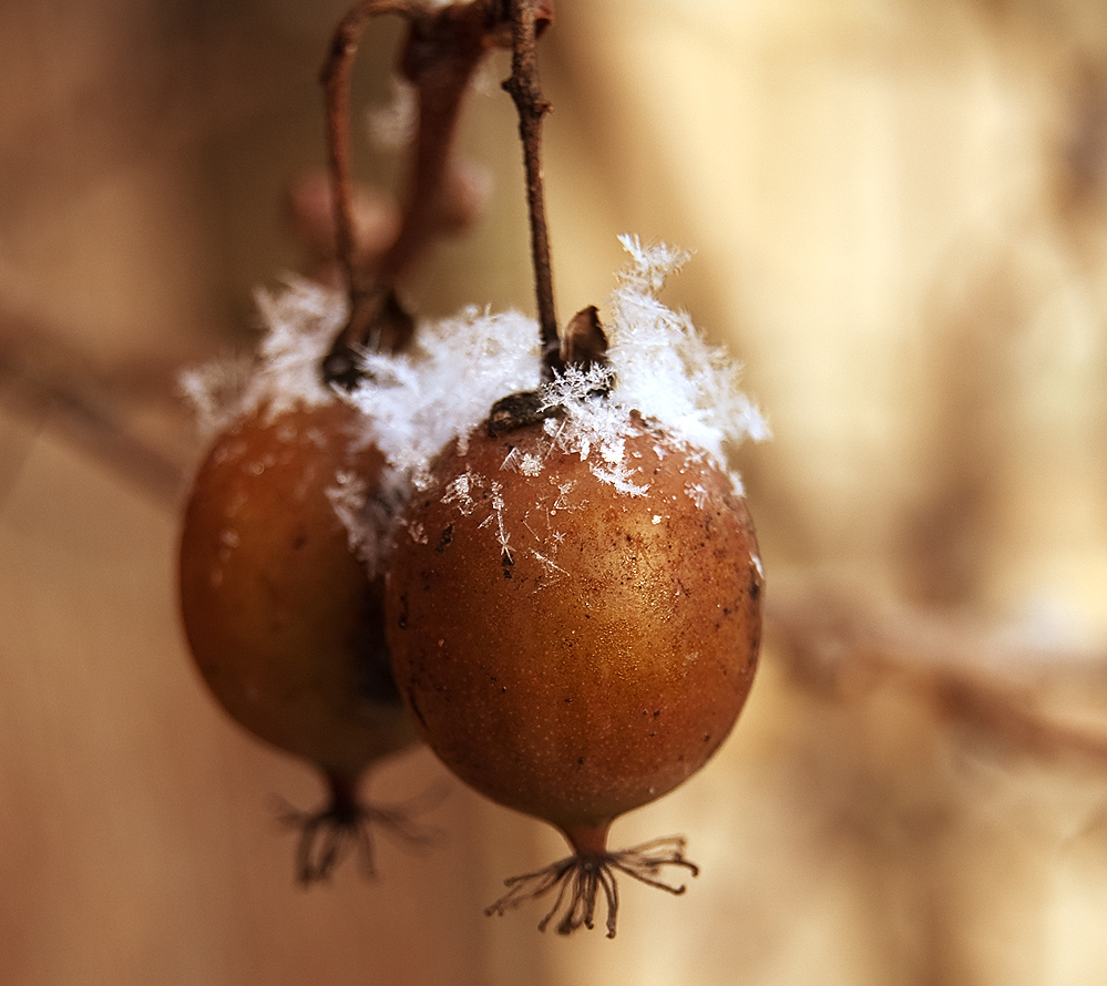 kleine Kiwis im Schnee