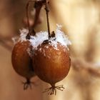 kleine Kiwis im Schnee