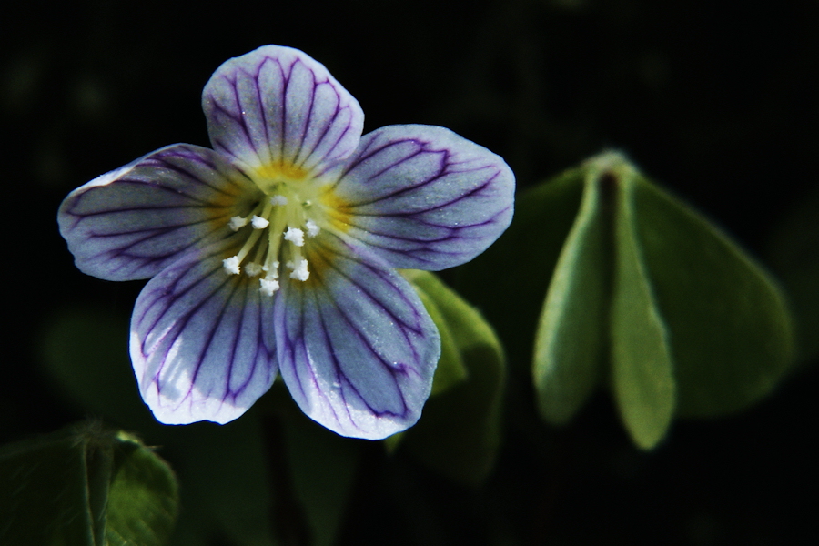 kleine Kleeblüte