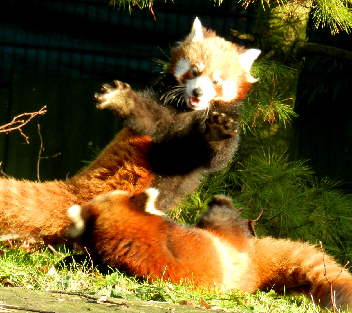 Kleine Kleine Pandas