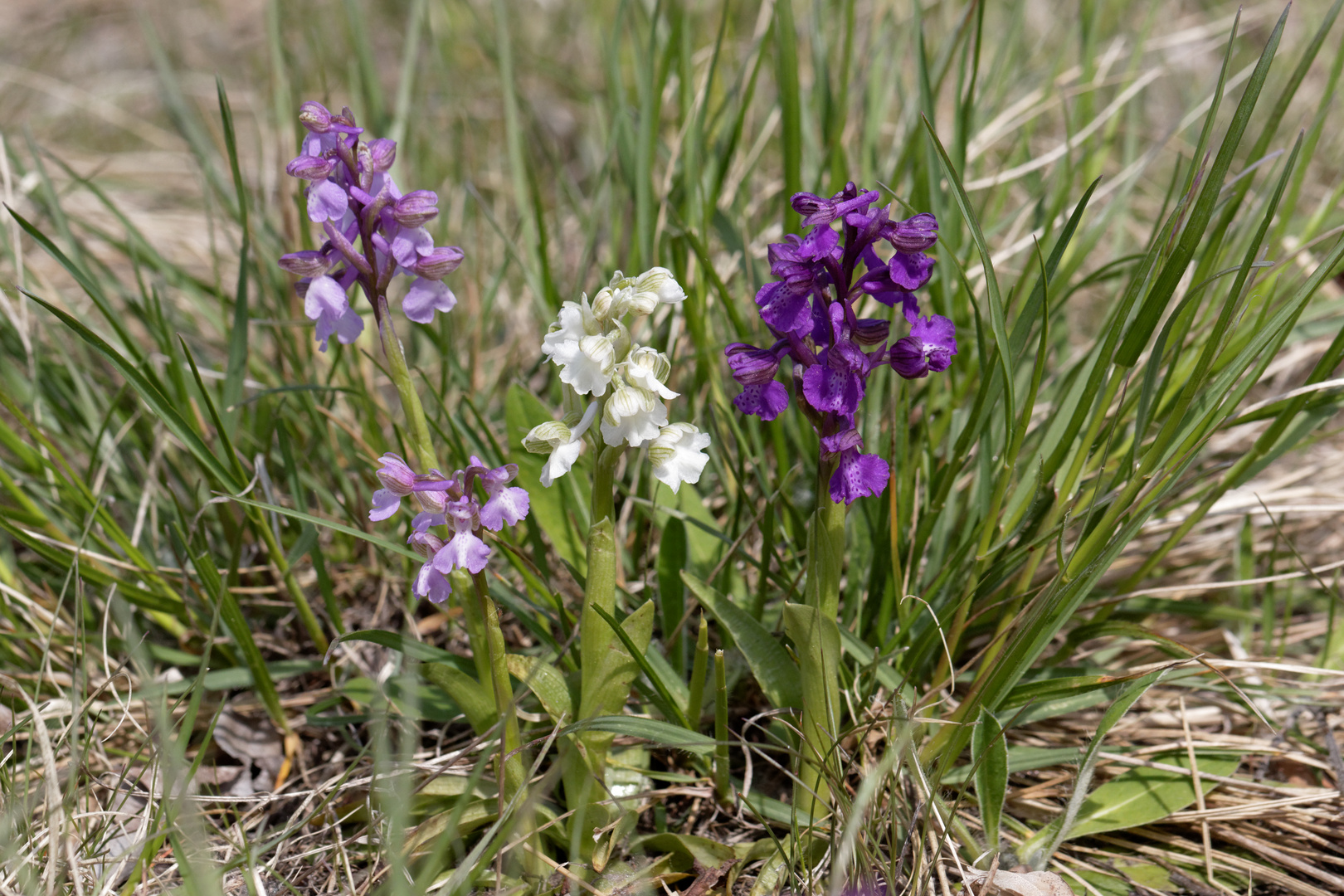 Kleine Knabenkräuter (Orchis morio)