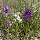 Kleine Knabenkräuter (Orchis morio)