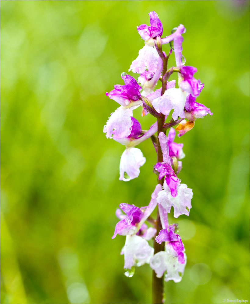 Kleine Knabenkraut (Orchis morio)