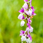 Kleine Knabenkraut (Orchis morio)