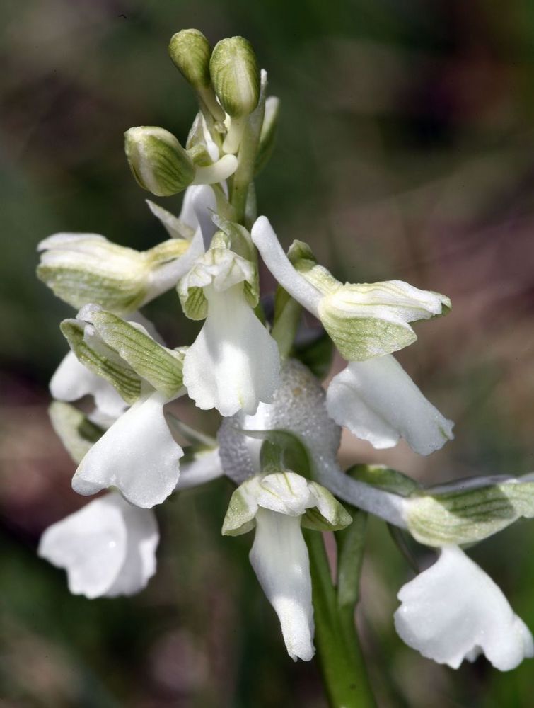 Kleine Knabenkraut (Orchis morio)