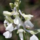 Kleine Knabenkraut (Orchis morio)