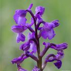 Kleine Knabenkraut (Orchis morio)