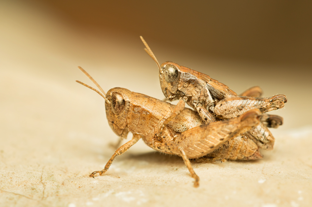 Kleine Knarrschrecke (Pezotettix giornae)