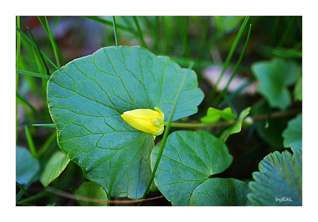 Kleine Knospe auf großem Blatt