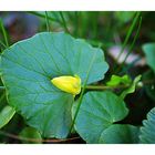 Kleine Knospe auf großem Blatt