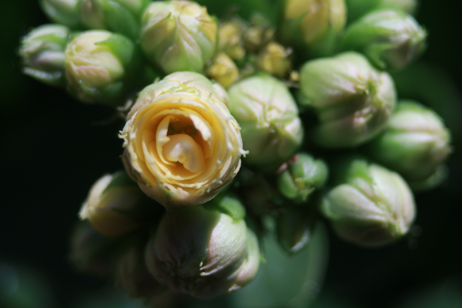 kleine Knospen ganz groß