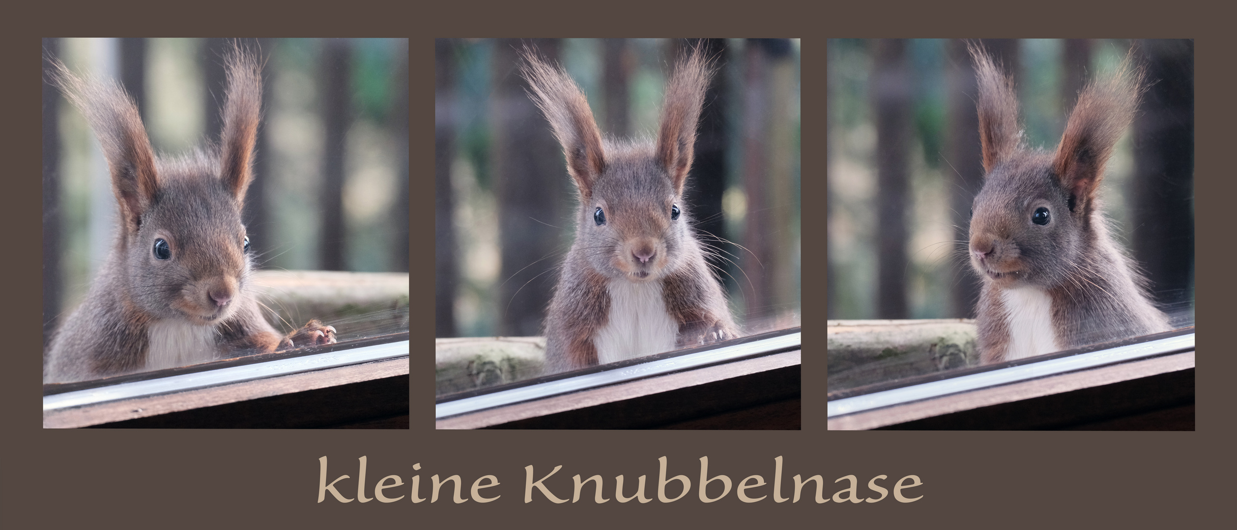 kleine Knubbelnase