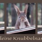 kleine Knubbelnase