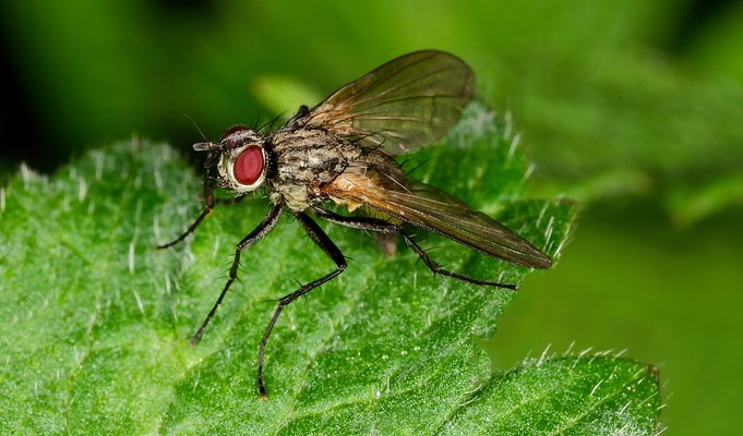 KLEINE KÖNIGIN AUF GRÜNEN THRON