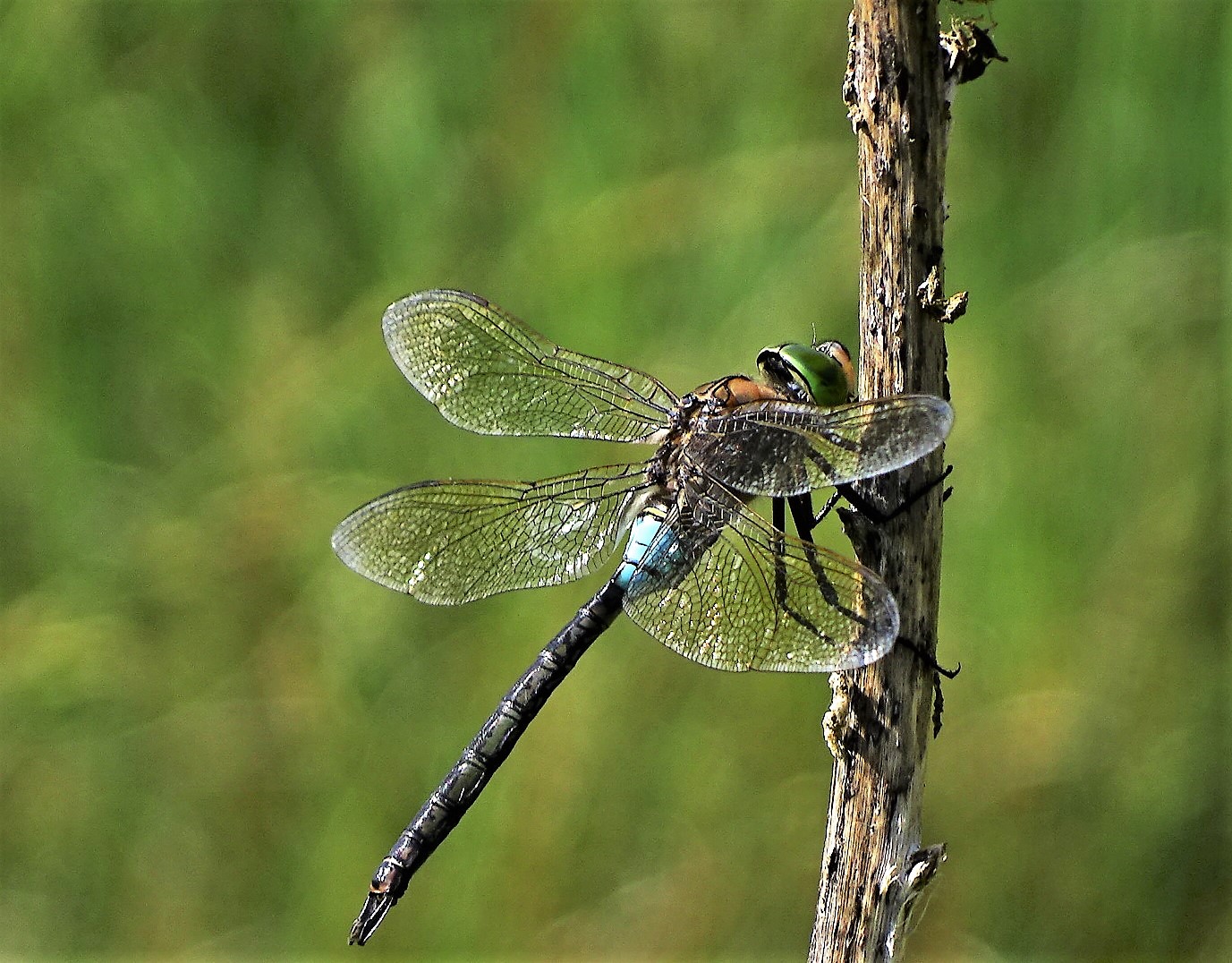 Kleine Königslibelle