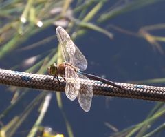 Kleine Königslibelle