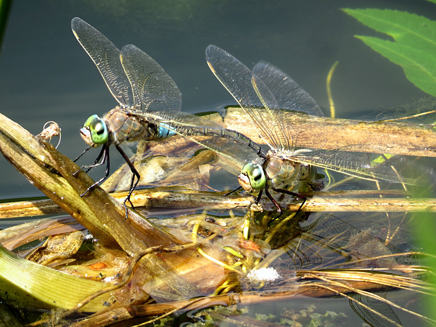 --- Kleine Königslibelle (Anax parthenope) ---