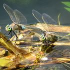 --- Kleine Königslibelle (Anax parthenope) ---