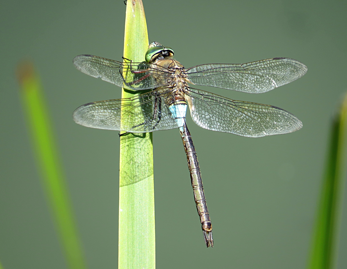 --- Kleine Königslibelle (Anax parthenope) ---