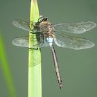 --- Kleine Königslibelle (Anax parthenope) ---