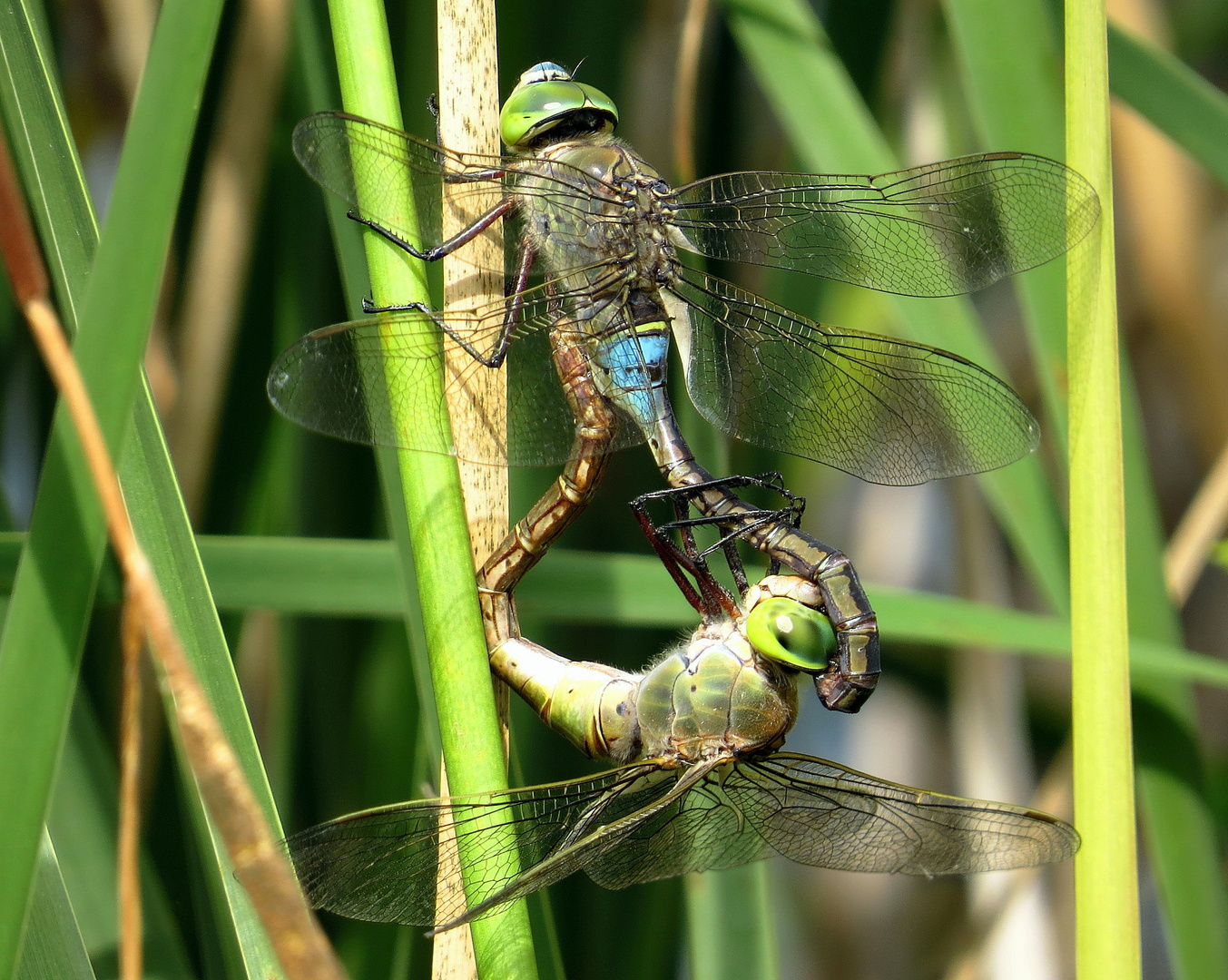 ... Kleine Königslibelle (Anax parthenope) ... 