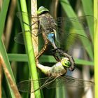 ... Kleine Königslibelle (Anax parthenope) ... 