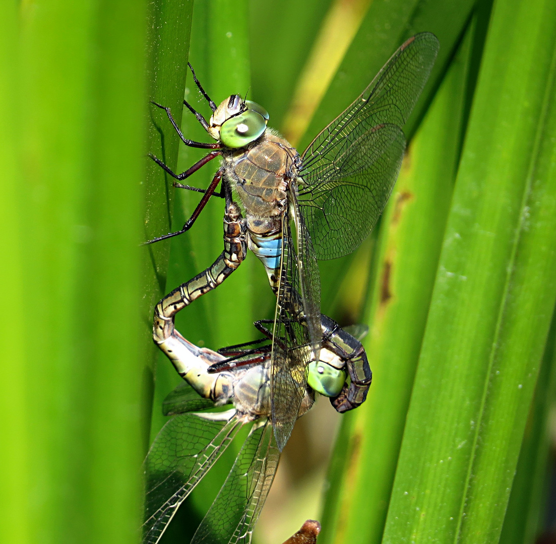 --- Kleine Königslibelle (Anax parthenope) ---