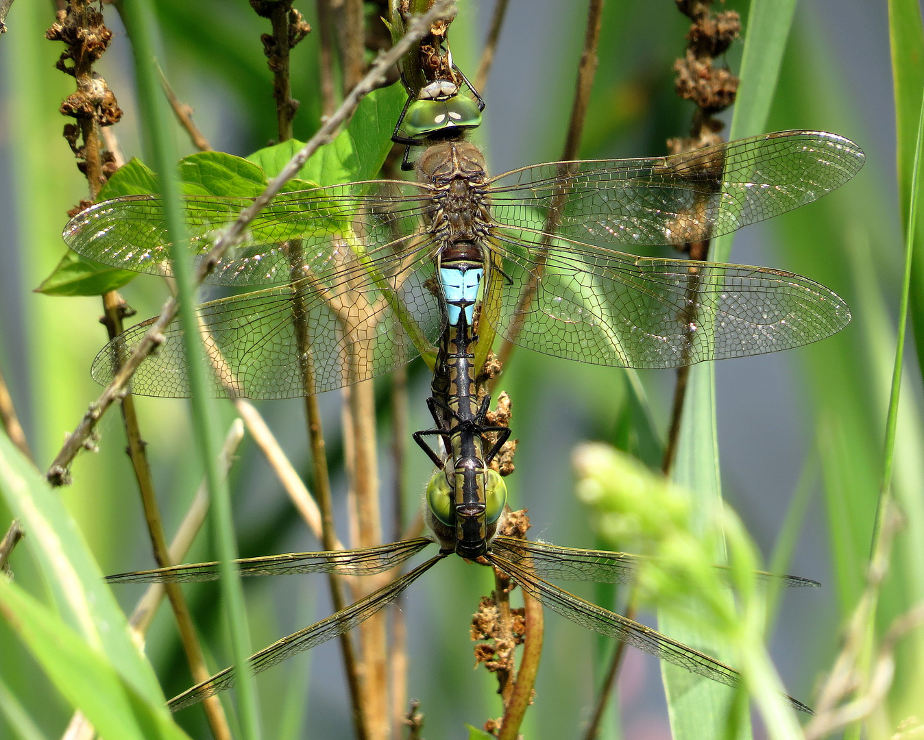 ... Kleine Königslibelle (Anax parthenope) ... (1)