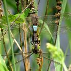 ... Kleine Königslibelle (Anax parthenope) ... (1)