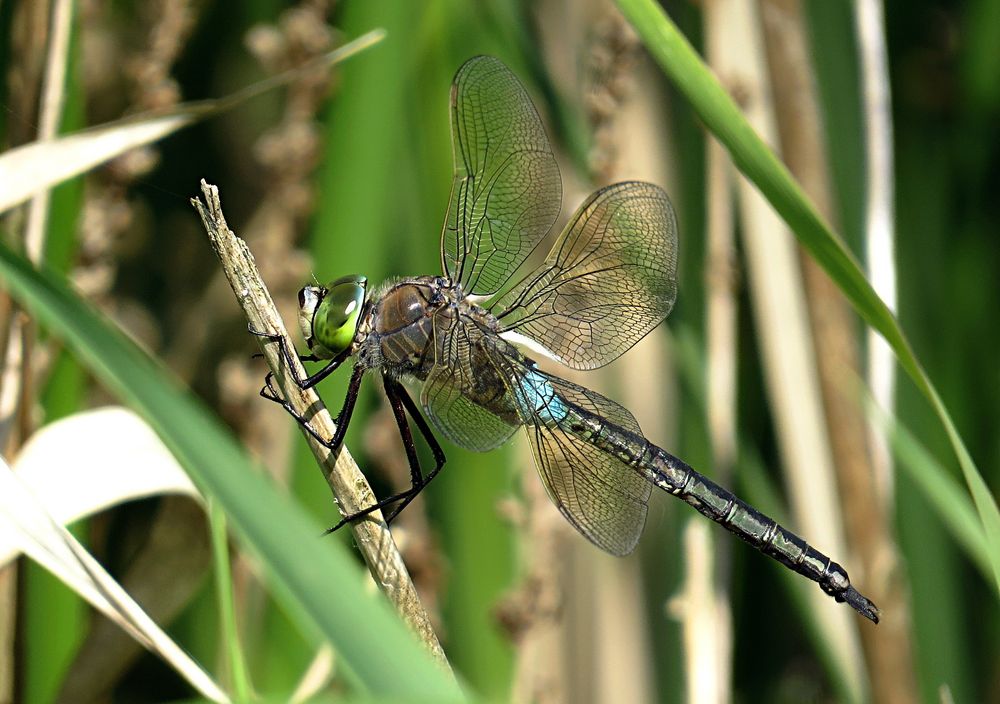 --- Kleine Königslibelle (Anax parthenope) ---