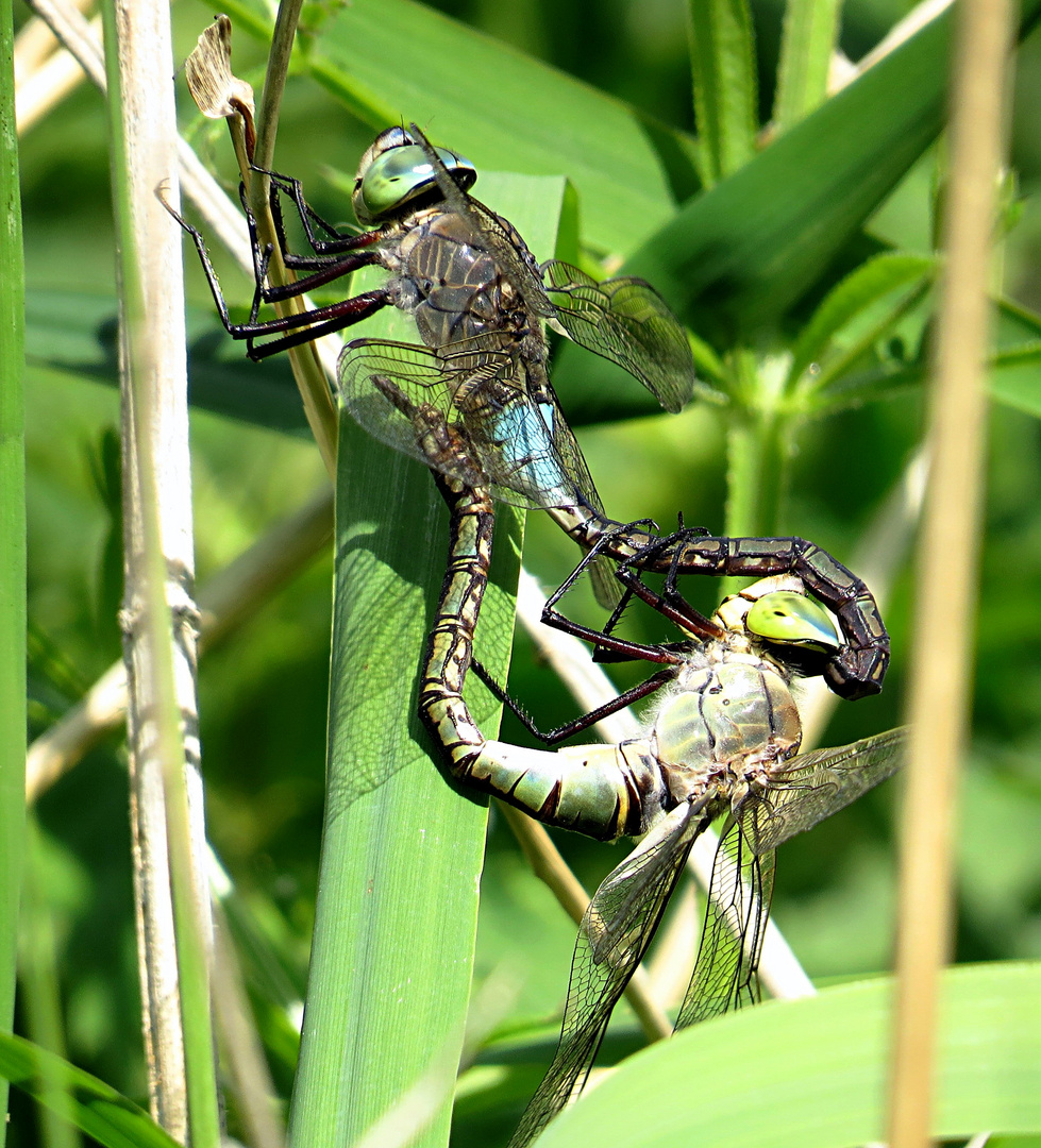 --- Kleine Königslibelle (Anax parthenope) ---