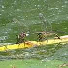 --- Kleine Königslibelle (Anax parthenope) ---