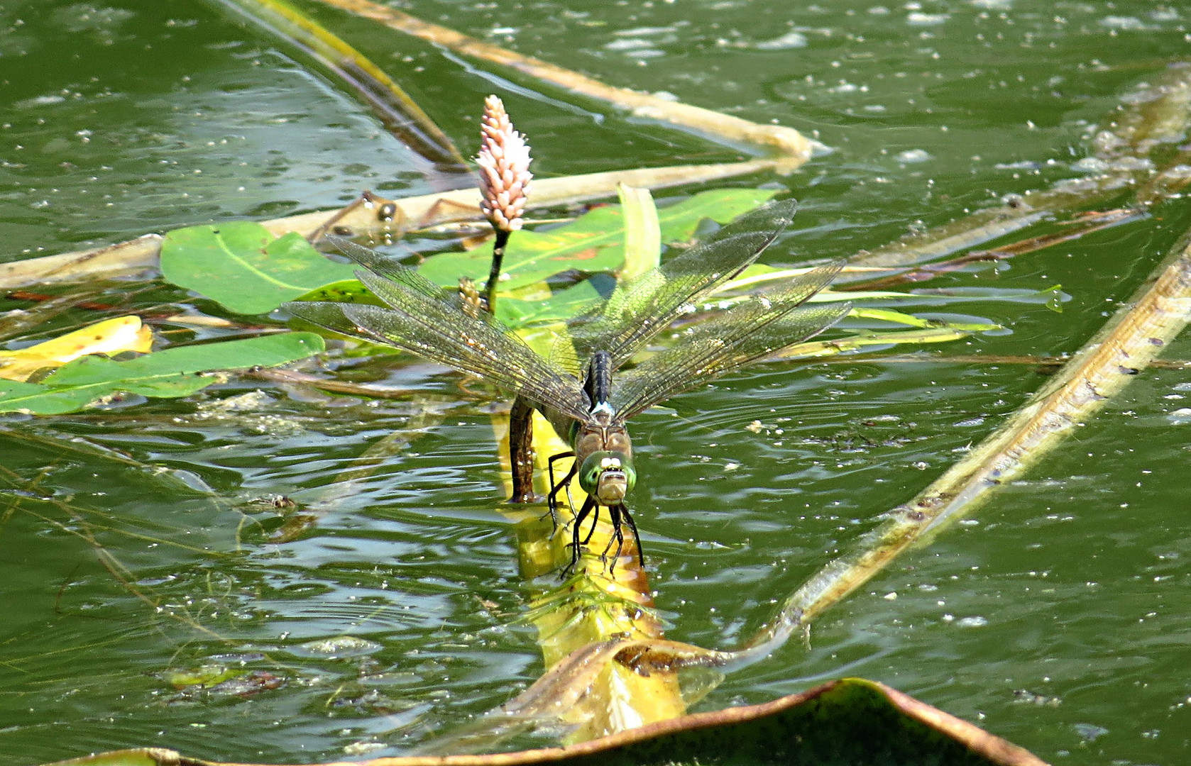 --- Kleine Königslibelle (Anax parthenope) ---