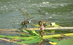 --- Kleine Königslibelle (Anax parthenope) ---