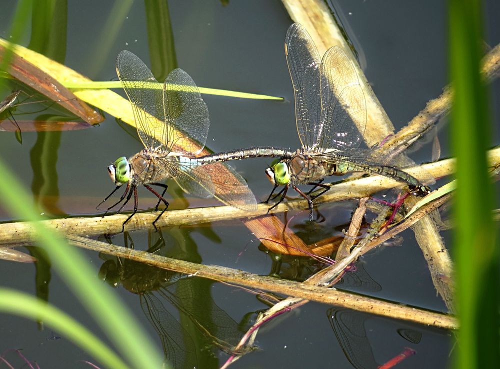 --- Kleine Königslibelle (Anax parthenope) ---