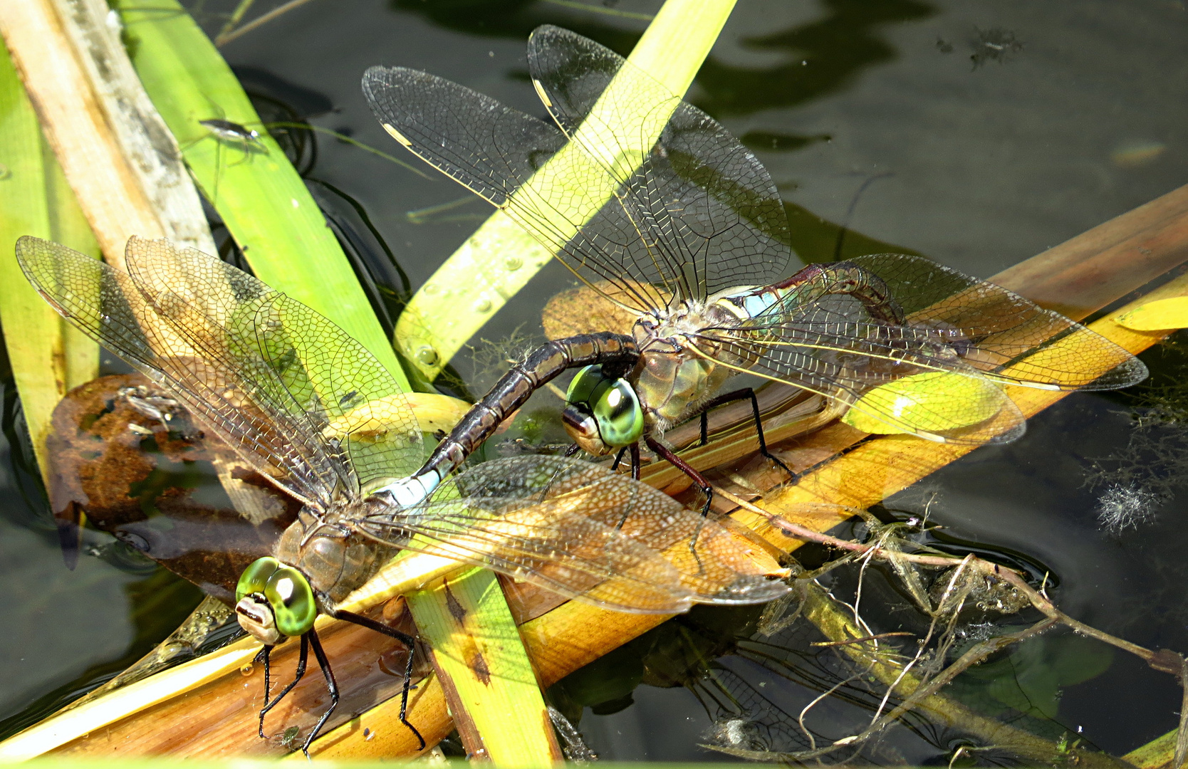 --- Kleine Königslibelle (Anax parthenope) ---