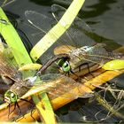 --- Kleine Königslibelle (Anax parthenope) ---