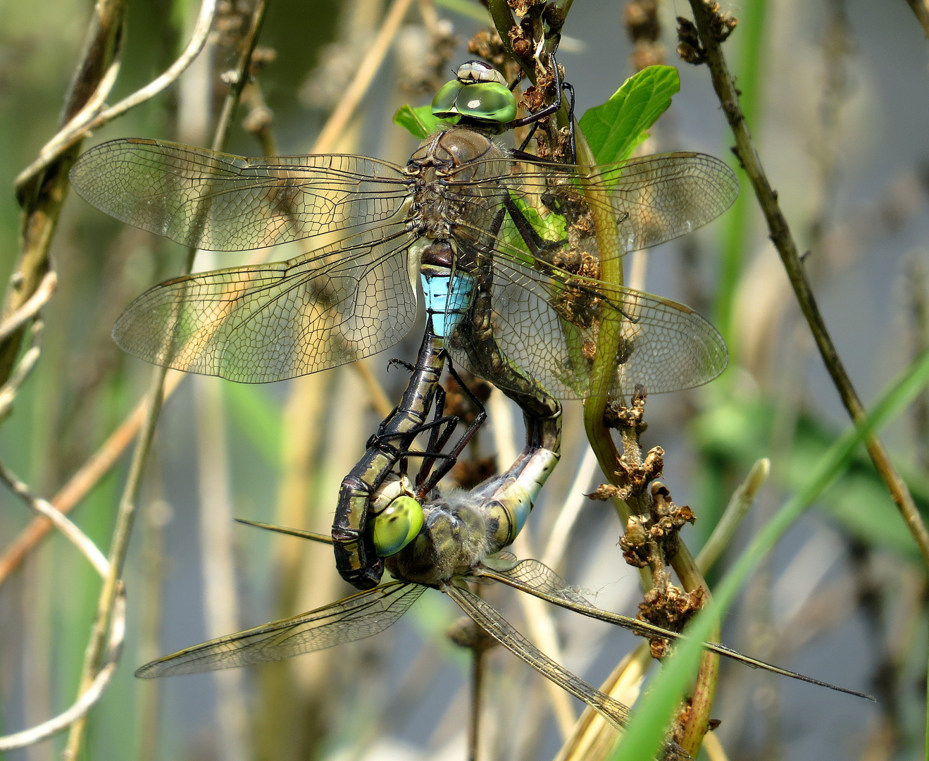 ... Kleine Königslibelle (Anax parthenope) ... (2)