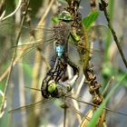 ... Kleine Königslibelle (Anax parthenope) ... (2)