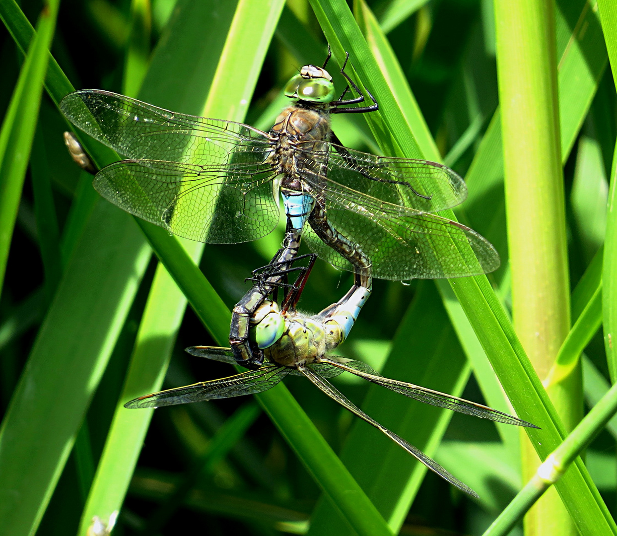 --- Kleine Königslibelle (Anax parthenope) ---